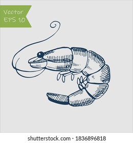 Shrimp sea Caridea animal engraving vector illustration. Scratch board style imitation.