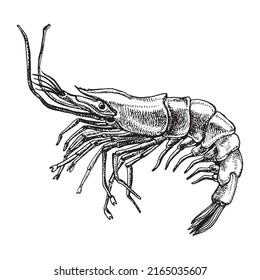 Shrimp sea Caridea animal engraving vector illustration. Black and white hand drawn image.