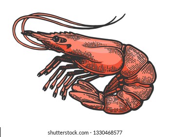 Shrimp sea Caridea animal sketch color engraving vector illustration. Scratch board style imitation. Black and white hand drawn image.