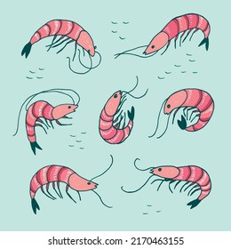 Shrimp sea food vector illustrations set