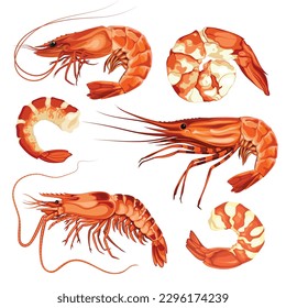 Shrimp Seafood Animal Sea Vector Illustration