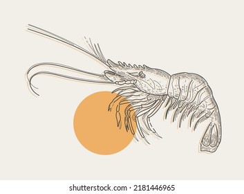 Shrimp. Seafood. Retro style engraving for fish restaurant menus, for food packaging. Vector linear vintage illustration.