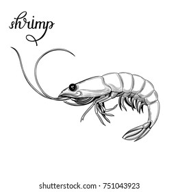 Shrimp. Seafood. Vector illustration. Isolated image on white background. Vintage style.