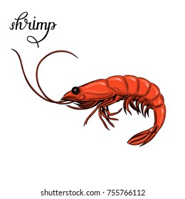 Shrimp. Seafood. Vector illustration. Isolated image on white background. Vintage style.