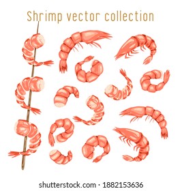 Shrimp set. Seafood. Prawn. Shellfish crustacean shrimp isolated on white background. Vector sea food collection.