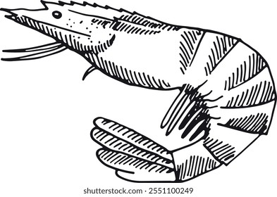 A shrimp is shown in a black and white drawing