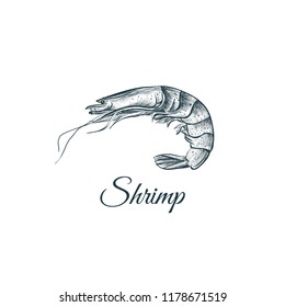 Shrimp sketch hand drawing. Shrimp vector illustration