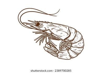 Shrimpskizze. handgezeichnete Garnelenumrandung. Garnelen, schwarz-weiß, Vektorgrafik. Garnelen einzeln auf weißem Hintergrund. Vektorgrafik. Garnelen reihen Kunstzeichnung.