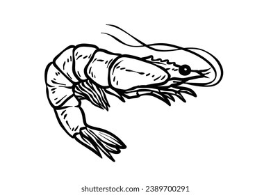 Shrimp sketch. hand drawn Shrimp outline illustration. Shrimp black and white vector drawing. Shrimp isolated on white background. vector illustration. Shrimps line art drawing.