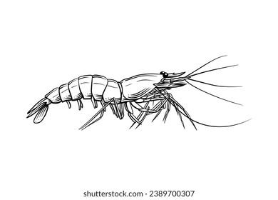 Shrimp sketch. hand drawn Shrimp outline illustration. Shrimp black and white vector drawing. Shrimp isolated on white background. vector illustration. Shrimps line art drawing.