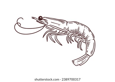 Shrimpskizze. handgezeichnete Garnelenumrandung. Garnelen, schwarz-weiß, Vektorgrafik. Garnelen einzeln auf weißem Hintergrund. Vektorgrafik. Garnelen reihen Kunstzeichnung.