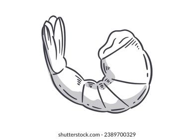 Shrimp sketch. hand drawn Shrimp outline illustration. Shrimp black and white vector drawing. Shrimp isolated on white background. vector illustration. Shrimps line art drawing.