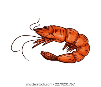 shrimp, sketch on a white background for the menu of fish restaurants, for packaging in markets and stores. Vector vintage illustration