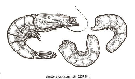 Shrimp sketch. Seafood, food vintage vector illustration