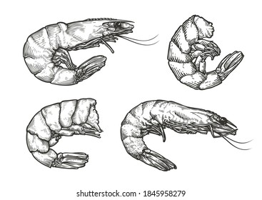 Shrimp Sketch. Seafood, Food Vintage Vector Illustration