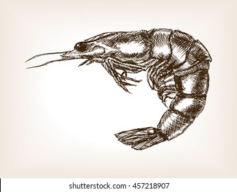 Shrimp sketch style vector illustration. Old hand drawn engraving imitation.