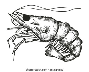 shrimp sketch. vector illustration