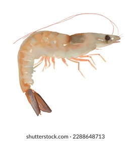 shrimp with style hand drawn digital painting illustration