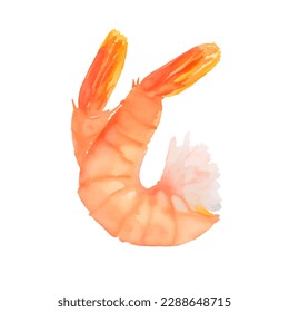 shrimp with style hand drawn digital painting illustration