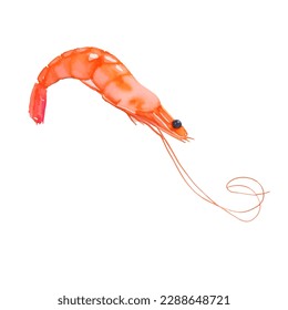 shrimp with style hand drawn digital painting illustration