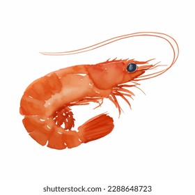 shrimp with style hand drawn digital painting illustration