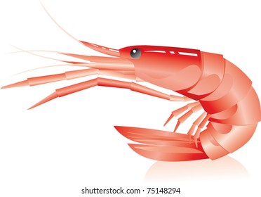 shrimp (Suborder invertebrate crayfish decapods squad)