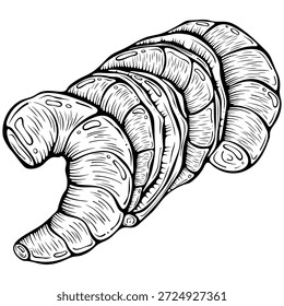 Colas de camarón colocadas lado a lado. Mariscos crudos o hervidos, carne de gambas de tigre. Ilustración vectorial en estilo doodle de boceto dibujado a mano. Arte de línea aislado en blanco para colorear libro, impresión, menú de mariscos