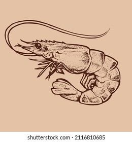 shrimp traditionnal style vector item