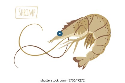 Shrimp, vector cartoon illustration