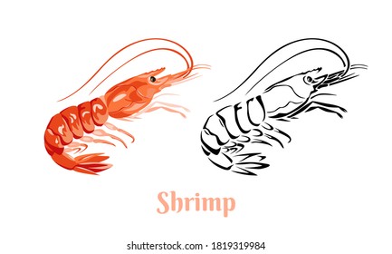 Shrimp vector color cartoon illustration and black and white outline. Seafood icon.