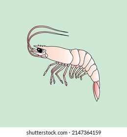 Shrimp vector draw art design, suitable to describe fresh seafood or restaurant element design