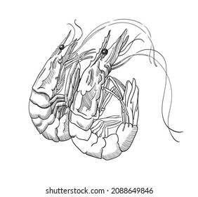 Shrimp. Vector graphics, drawings by hand.