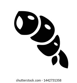 Shrimp vector icon on white background