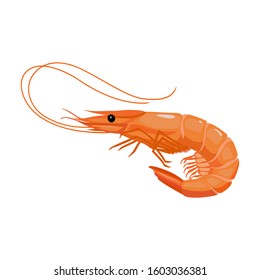 Shrimp vector icon.Cartoon vector icon isolated on white background shrimp .