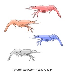 Shrimp, vector illustration