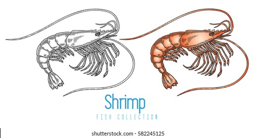 Shrimp vector illustration