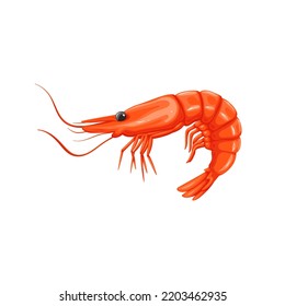 Shrimp vector illustration. Cartoon isolated seafood restaurant menu product, whole sea or ocean prawn with red meat of tail, shell and head, food ingredient to cook delicacy gourmet healthy meals