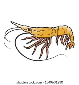 shrimp vector illustration isolated on white