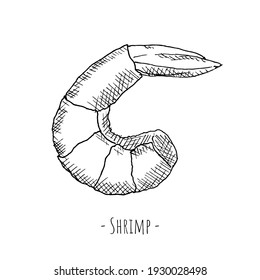 Shrimp. Vector illustration. Isolated on white. Hand-drawn style.