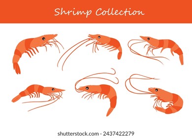 Garnelenvektor-Illustrationssatz. Süße Garnele isoliert auf weißem Hintergrund.