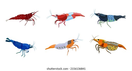 Shrimp, vector illustration set. Sea animal, inhabitant of the aquarium.