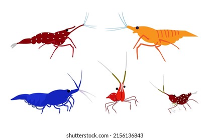 Shrimp, vector illustration set. Sea animal, inhabitant of the aquarium.