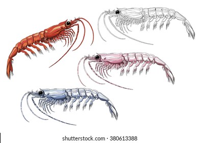 shrimp vector image