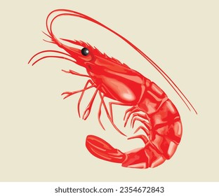 Shrimp vector, shirmp illustration, isolated with background