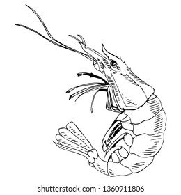 shrimp vector sketch