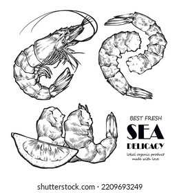 Shrimp vector sketch. Sketch food vector illustration. Vintage style