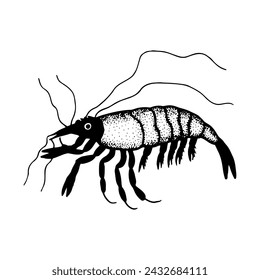 Shrimp. Vector stock illustration eps10. Isolate on white background, outline, hand drawing.