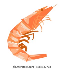 Shrimp vector stock illustration. Sea shellfish, shrimp. Isolated on a white background.