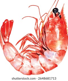 Shrimp Watercolor  - Red Seafood Design vector illustration