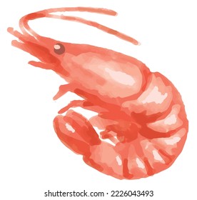 Shrimp. Watercolor. Vector food illustration.